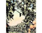 Orange Grove Tour