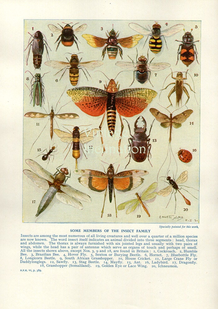Antique Natural History Print  1950 INSECTS Woodland Forest Illustration - Dragonflies bees hornet cricket beetles Insects Art Print