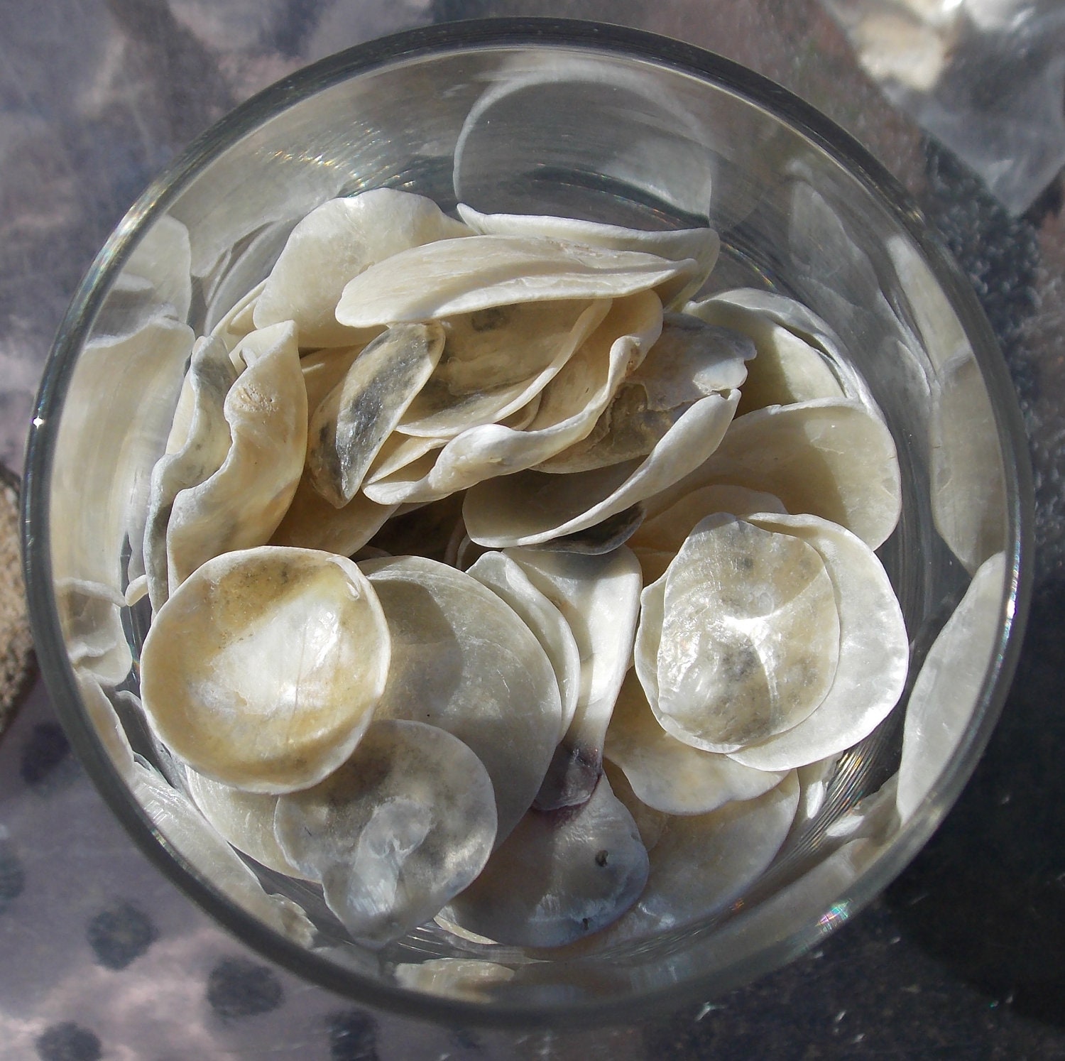 Shiny Florida Shells - Under 10 - Wedding Decoration - Beach Decor