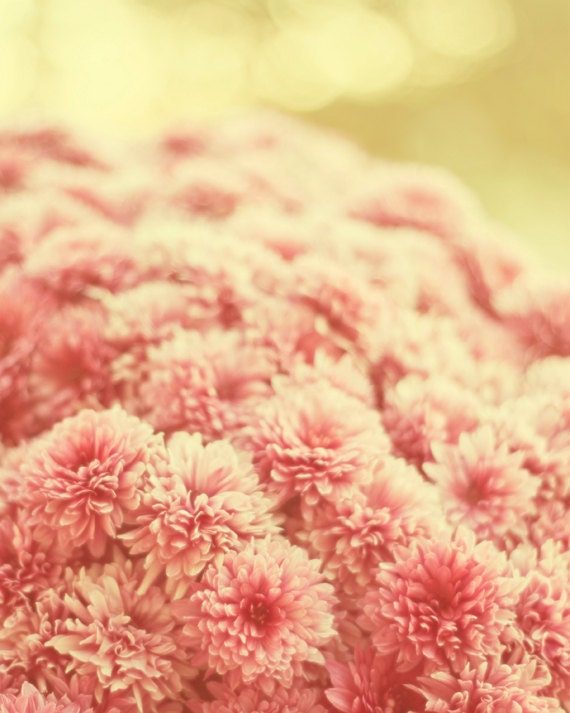 Flower photography, 8x10 print, flowers pink soft, nature photography