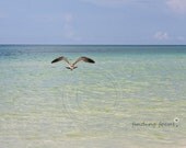 Seagull Flight Beach Photo, Aqua Blue Mint Green Ocean Bird & Waves, Sea Gull Flying, Coastal Cottage Seashore Home Decor, 8x10 Photography