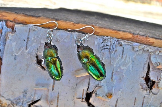 Floating Real Stag Beetle Earrings Green & Rust Moonrise Kingdom Movie