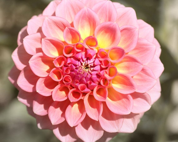 Dahlia picture, Art for girls room, flower art, girls wall art, Flower Photograph, flower photo, pink, yellow decor - Pink Wink -  8 x 10
