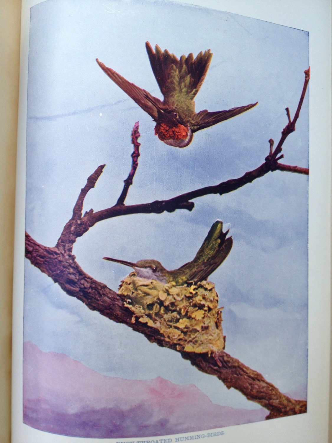 Pair of 1904 Nature Library BIRD Books Illustrated Photographs Color and Black & White