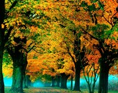 Fall photograph autumn leaves nature photography print sleepy hollow orange leaves Thanksgiving photo 8x10 photograph