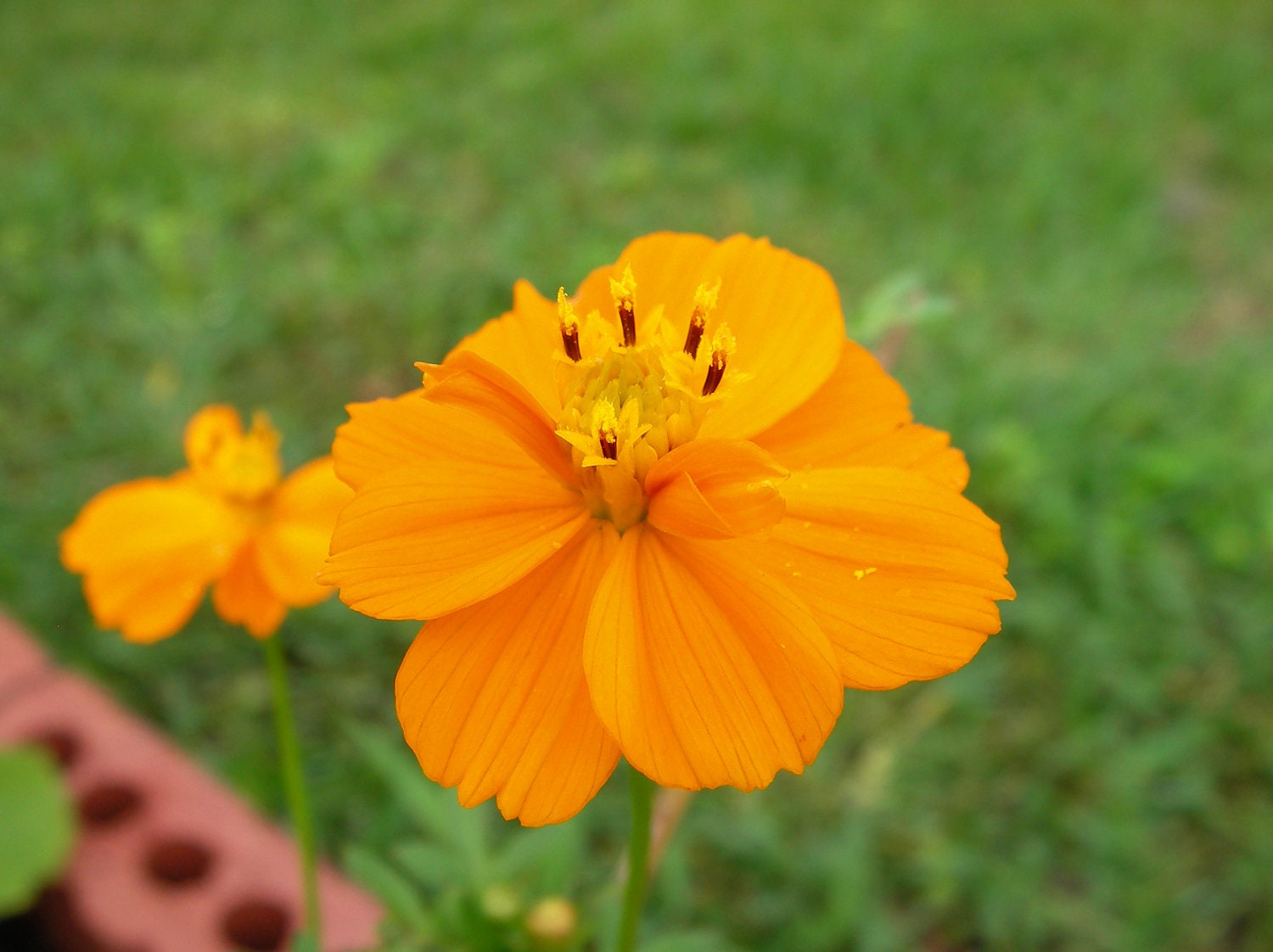 Orange and Yellow Cosmo Flower Seeds