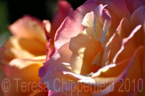 Two Beauties - Lovely Yellow and Pink Rose - 8 x 12 - Fine Art Digital Photo Print - Macro, close up, Vivid, bright, sunny, home decor