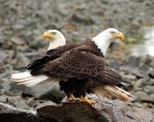 Bald Eagles Balance - Winter Ying Yang, Valentine Birds, Birds of Prey, Alaskan Raptors 8X10