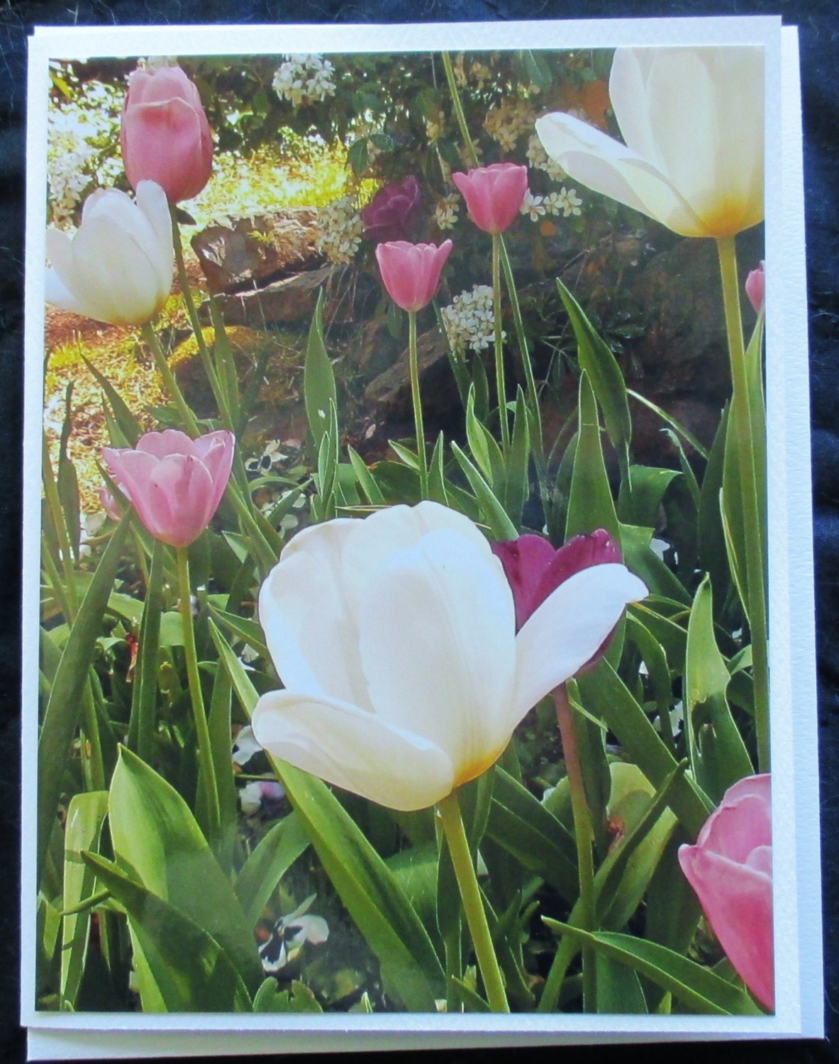 White, Pink and Burgundy Tulips photo note card