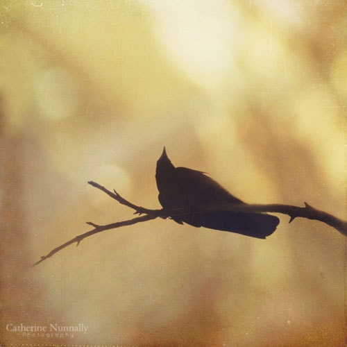 Harvest 5x5 Fine Art Photography Print