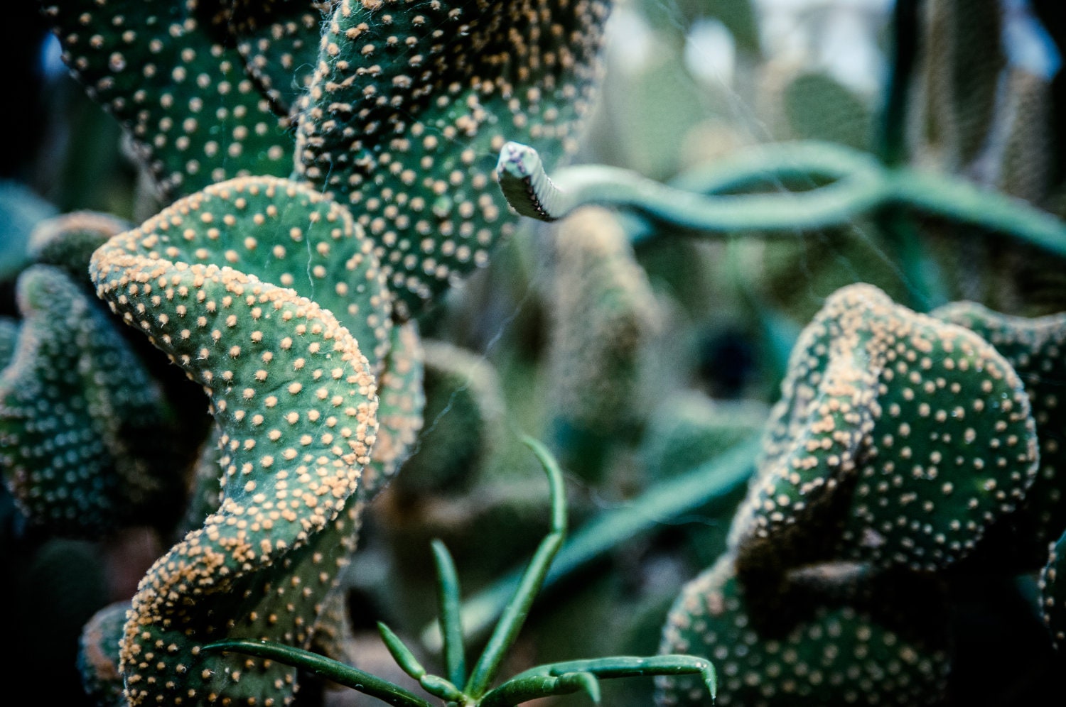 Cactus Curves Desert Fine Art Photography