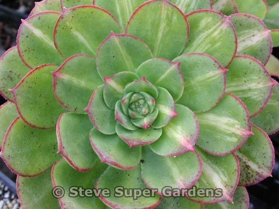 Aeonium 'Starburst'- Fantastic variegated leaves.