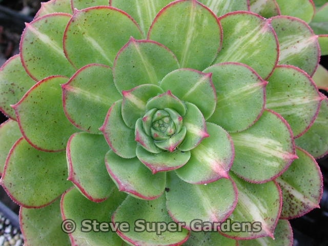 Aeonium 'Starburst'- Fantastic variegated leaves.