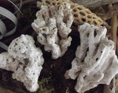 Coral Collection of 3 in Off White