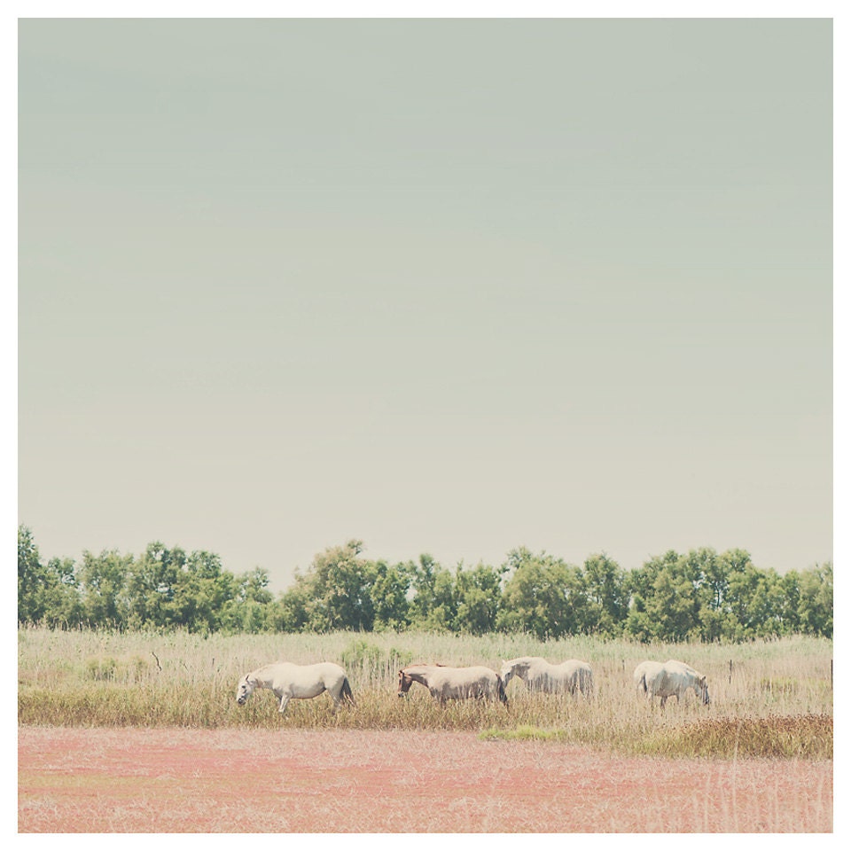 horse wild landscape photo print - whimsical fine art photography, dream, escape, nostalgic, camargue, animal - 12x12