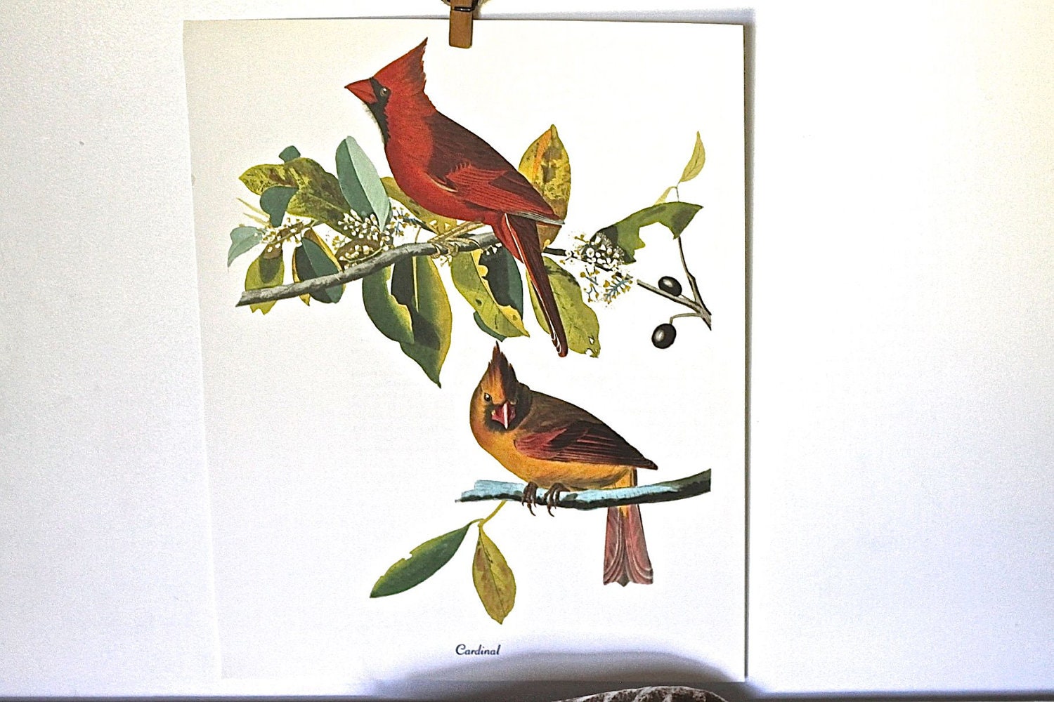 Audubon Vintage Bird Print - Cardinal