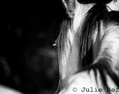 Horse Photography Black and White Horse Art Print