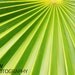 Bright Green Palm Frond Photo, Wall Decor (8x10)