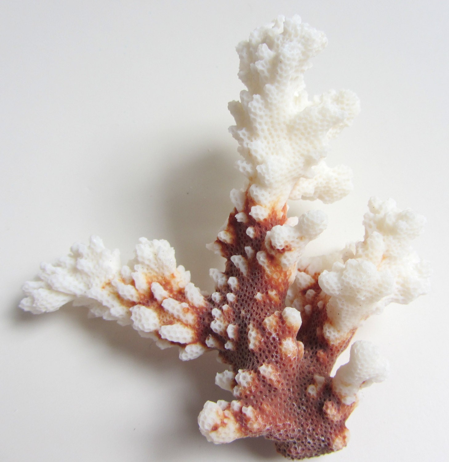 Beach Decor - Brown Stem Coral - Authentic Specimen Quality