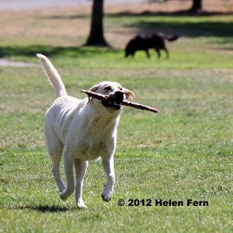 Fetch  - 8 X 8 Dry Mounted Print