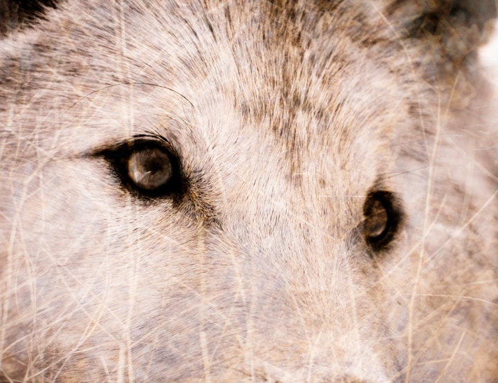 Wolf Photograph - Wildlife Home Decor Wall Art - Textured Wolf Fine Art Animal Photography Print