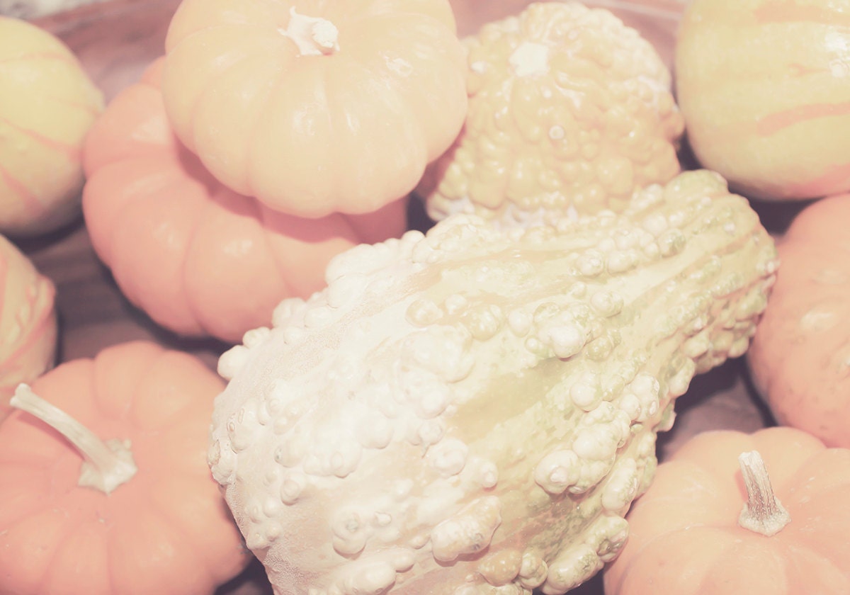 Vintage Pumpkins - Autumn Decor - 8x10 photograph - fine art print - mini pumpkins