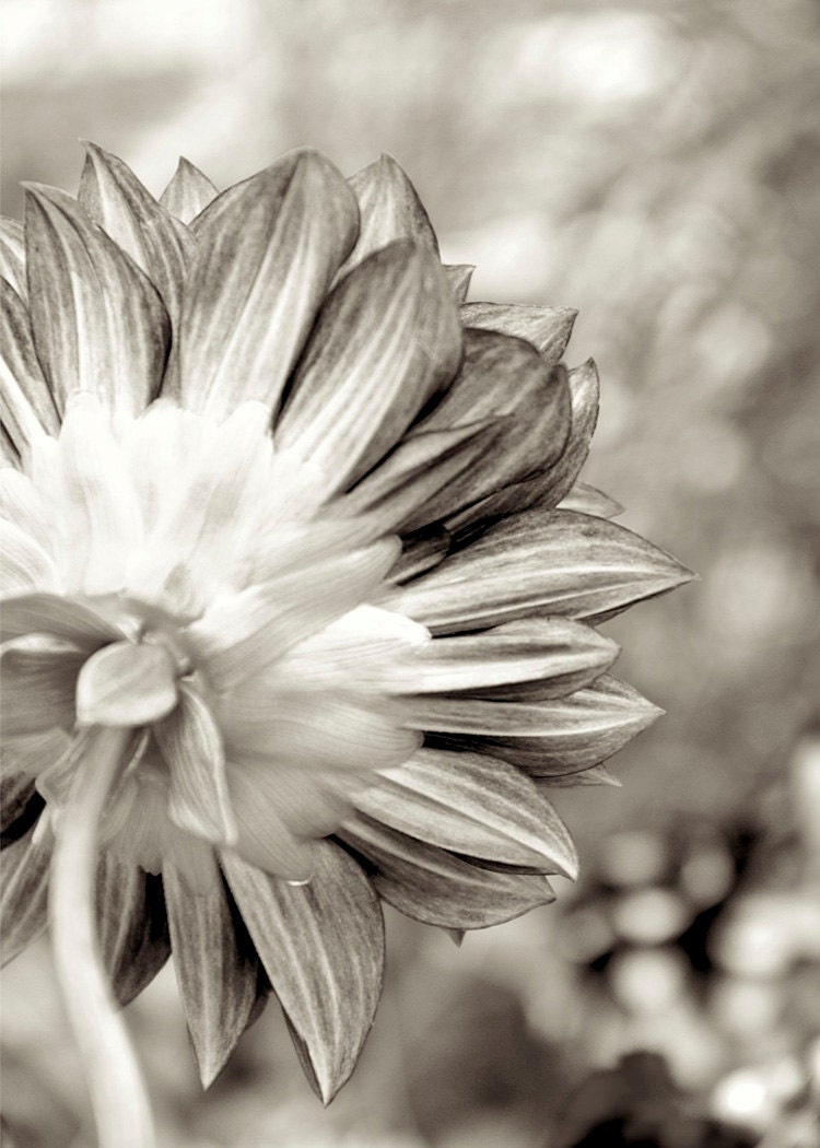 ACEO Flower Sepia Dreamy Glow Floral Photography - LTphotographs