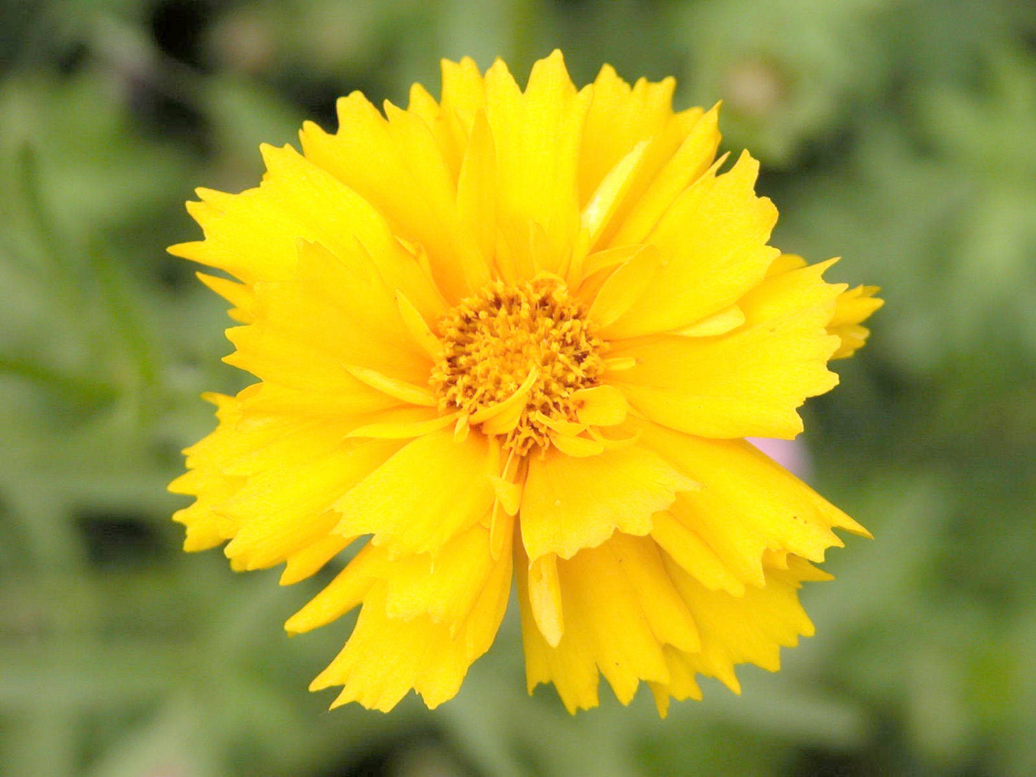 Organic Coreopsis Seeds