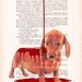Original Illustration Digital Print Mixed Media  Art Poster Acrylic Painting Holiday Decor Drawing Gifts: Chocolate on daschund
