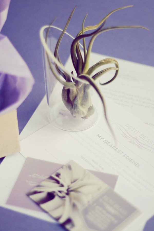 Plant-O-Gram and Vessel // Surprise Air Plants Sent to Anyone plant delivery
