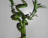 Lucky Bamboo Arrangement 3 Spiral in Elephant Ceramic-Great Gift Idea