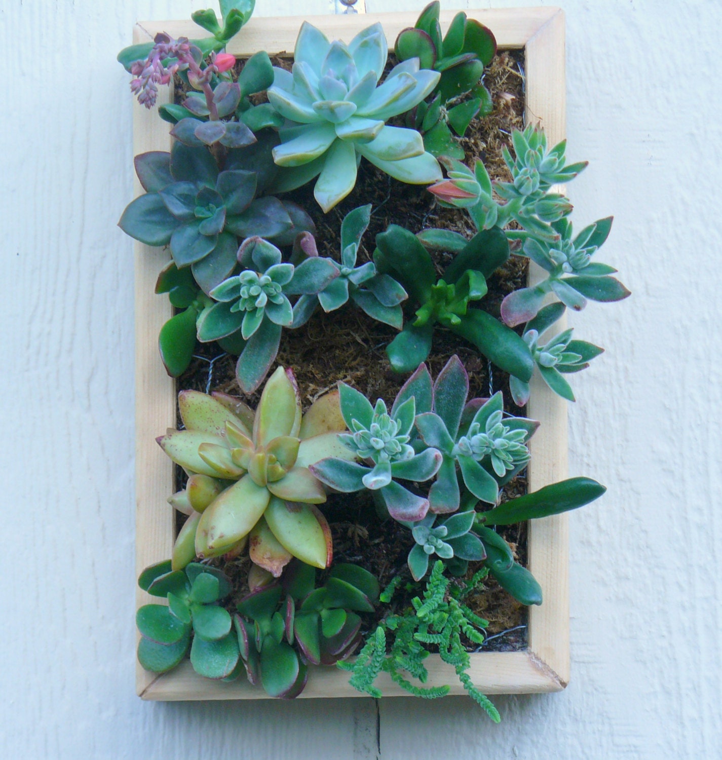 11 X 7 Vertical Succulent Planter, Vertical Succulent Garden, Vertical Succulent, Succulent Centerpiece, Succulent Garden, Living Wall Art