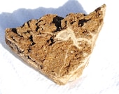 Smokey Quartz Petrified Wood specimen Brilliantwood