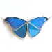 Blue Morpho Butterfly Necklace - Real Butterfly