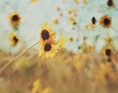 Fine Art Photography Autumn Sunflowers 8x10 Modern Wall Decor Yellow Field
