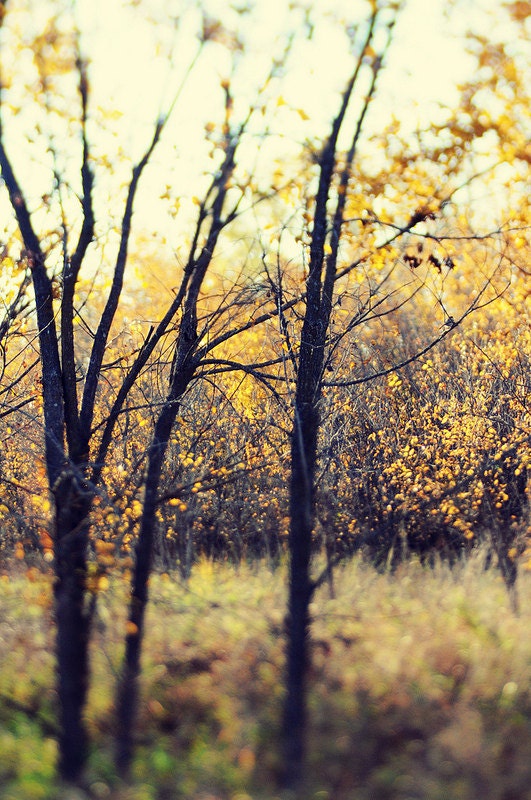 Fine Art Photography Golden Autumn Forest 8x10 Photo Bokeh Modern Wall Decor