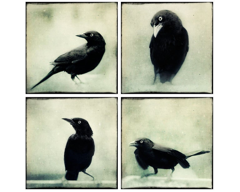 8x8 Print Set, Raven Art, Gothic Art Prints, Crow Photographs, Goth Images, Fine Art Photography Set, Raven Images, Gothic Photo Set
