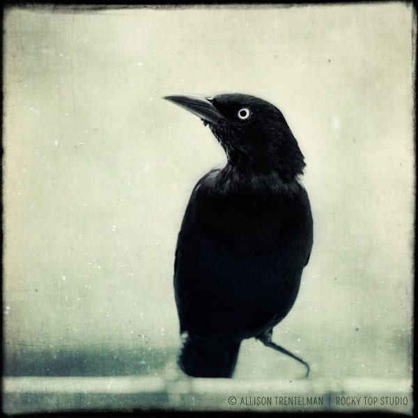 Crow Pendant - Gothic Jewelry - Wearable Art - Photo Pendant - Glass Pendant - Antiqued Brass Necklace - Raven Jewelry - Gothic Necklace