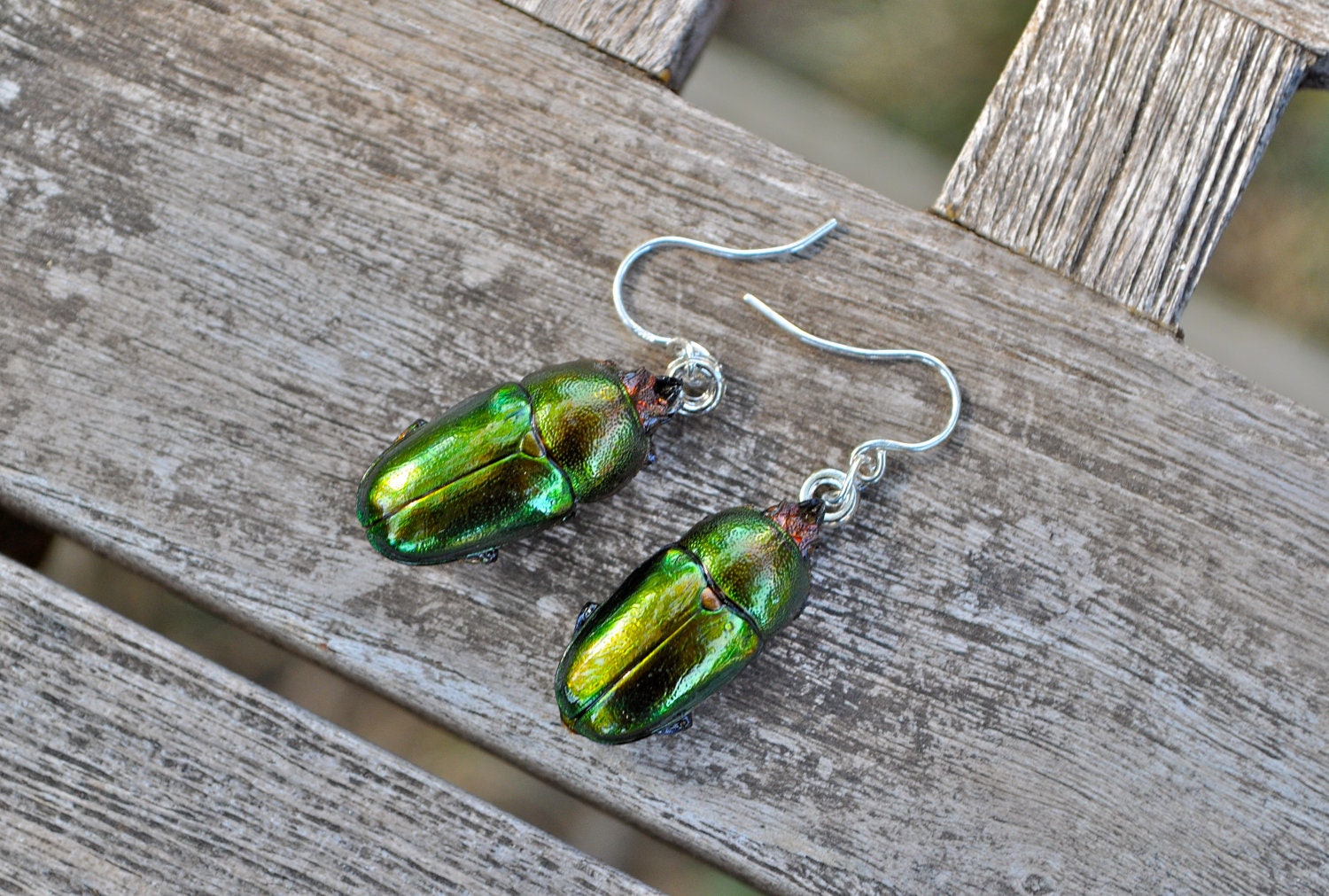 Floating Real Stag Beetle Earrings Green & Rust Moonrise Kingdom Movie