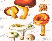 vintage mushroom print ....  Instant download.... digital illustration no. 886