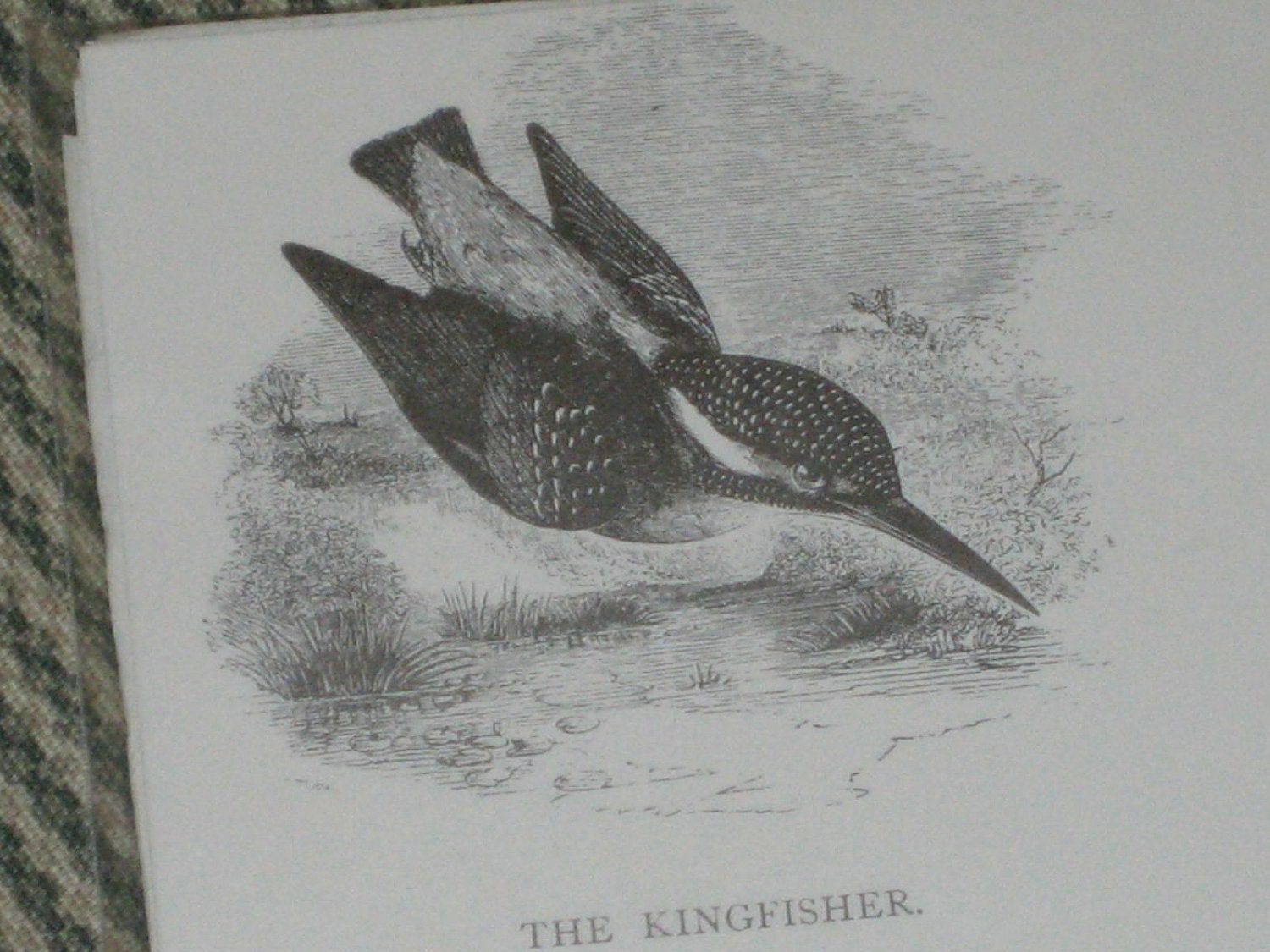 Writing Paper - Stationary - Kingfisher - Kent England