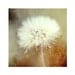 Flower photography - Dandelion - Fine art photography print - floral art - 7X7