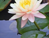 Monet's Water Lily-Matted and Ready to Frame-Original Photography of Flower