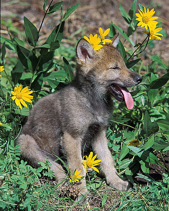 Baby Animal Nature Photography, Four Cute 8x10 Photographs, Wolf Cub, Wild Horse, Bobcat Kitten, Bunny, Nursery Wall Art, Kids Room Décor