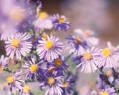 Nature Photography, Sweet Morning, 5x7 Print,  Purple Daisies, Summer Garden Photo, Fine Art Photograph