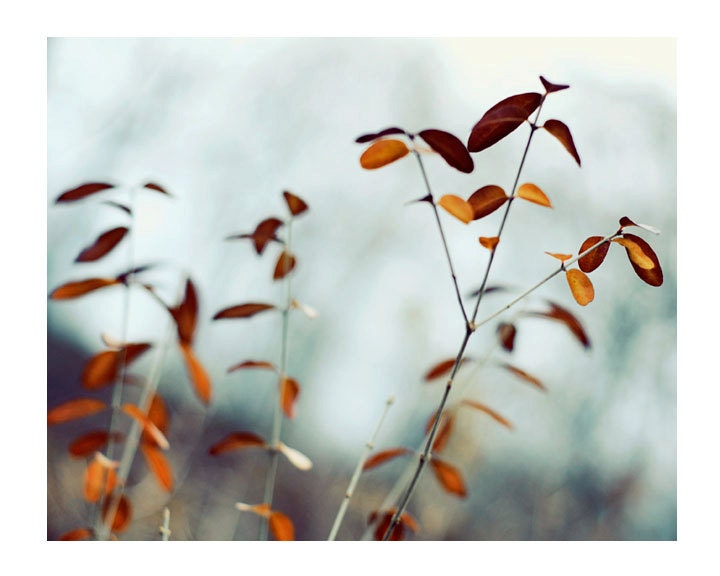 Autumn Nature Photo, October Leaves, 5x7 Print,  Fall Photography, Natural Light, Rustic, Fine Art Photograph
