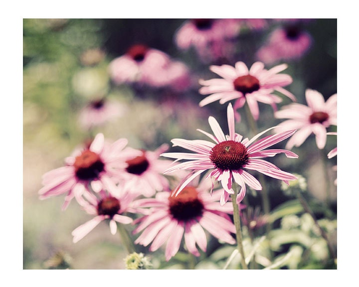Nature Photograph, Sweet Daisies, 5x7 Print, Autumn Garden, Pink Flowers, Fine Art Photo