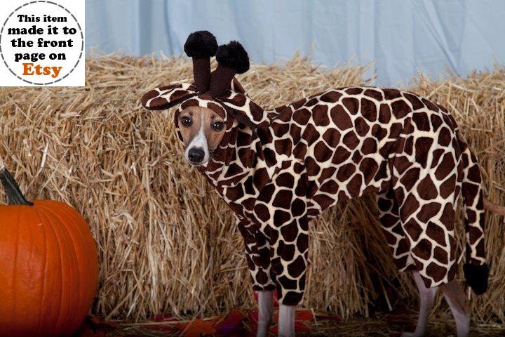 Giraffe Pet Costume- LARGE custom made for dogs 16-20 pounds
