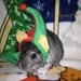 Tiny Elf Hat for Guinea Pigs, Chinchillas, Rats and Ferrets XXSmall