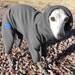 Italian Greyhound Rain and Snow Suit-custom made several colors